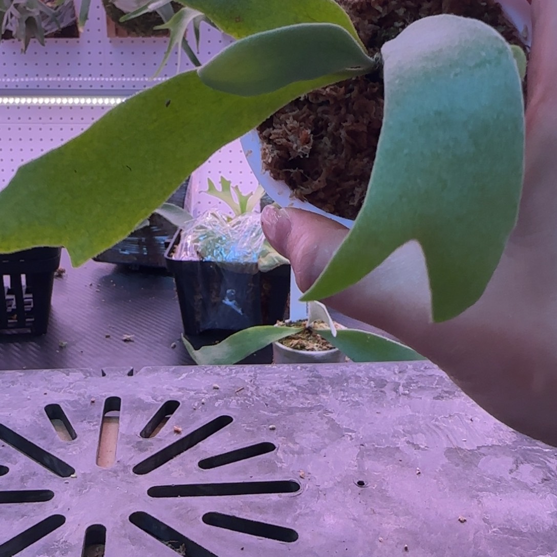 银凤鹿角蕨孢子苗