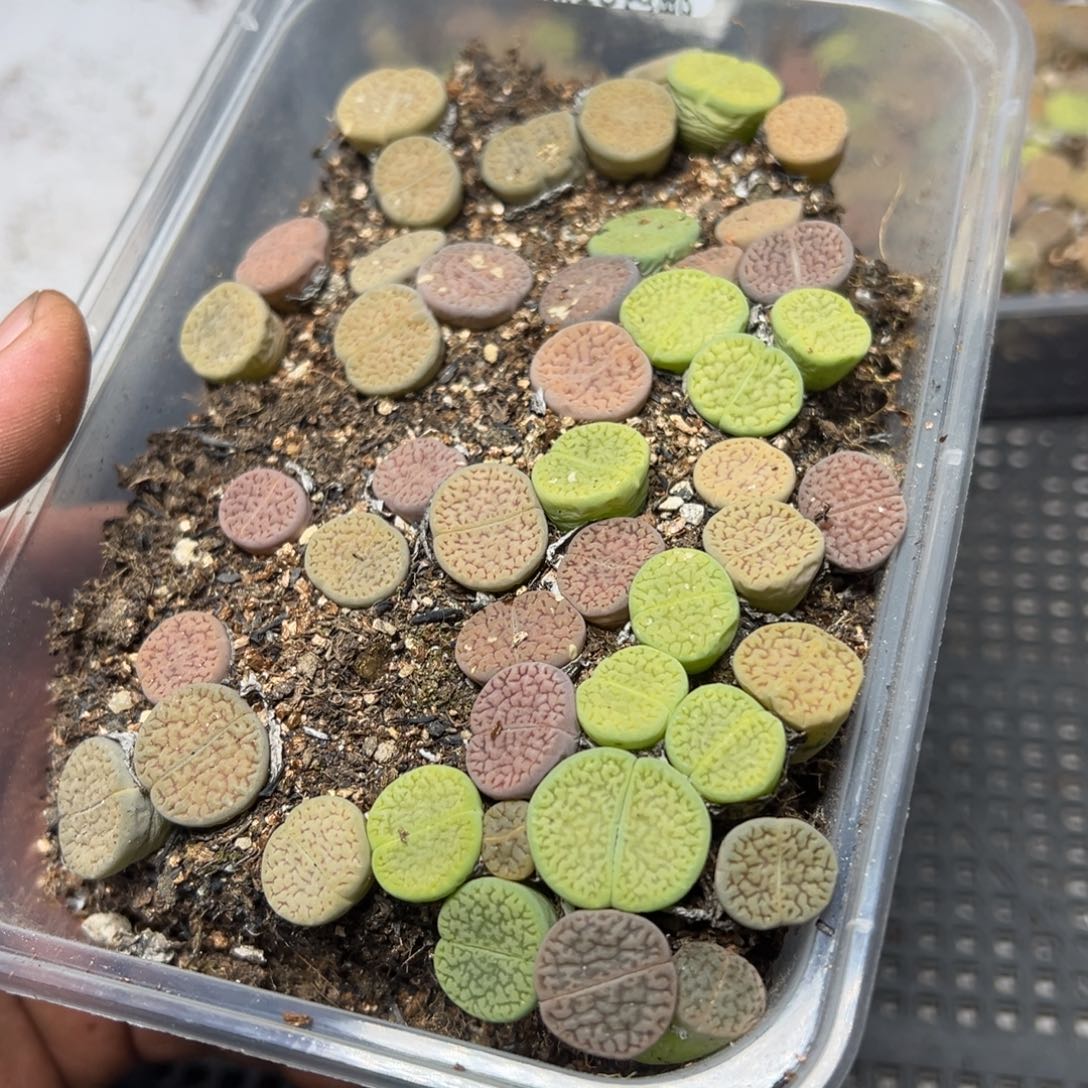 【闪购商品】 1063。      