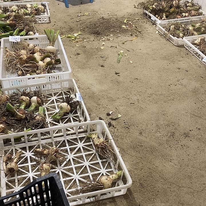 赤玉土硬质3-6三包