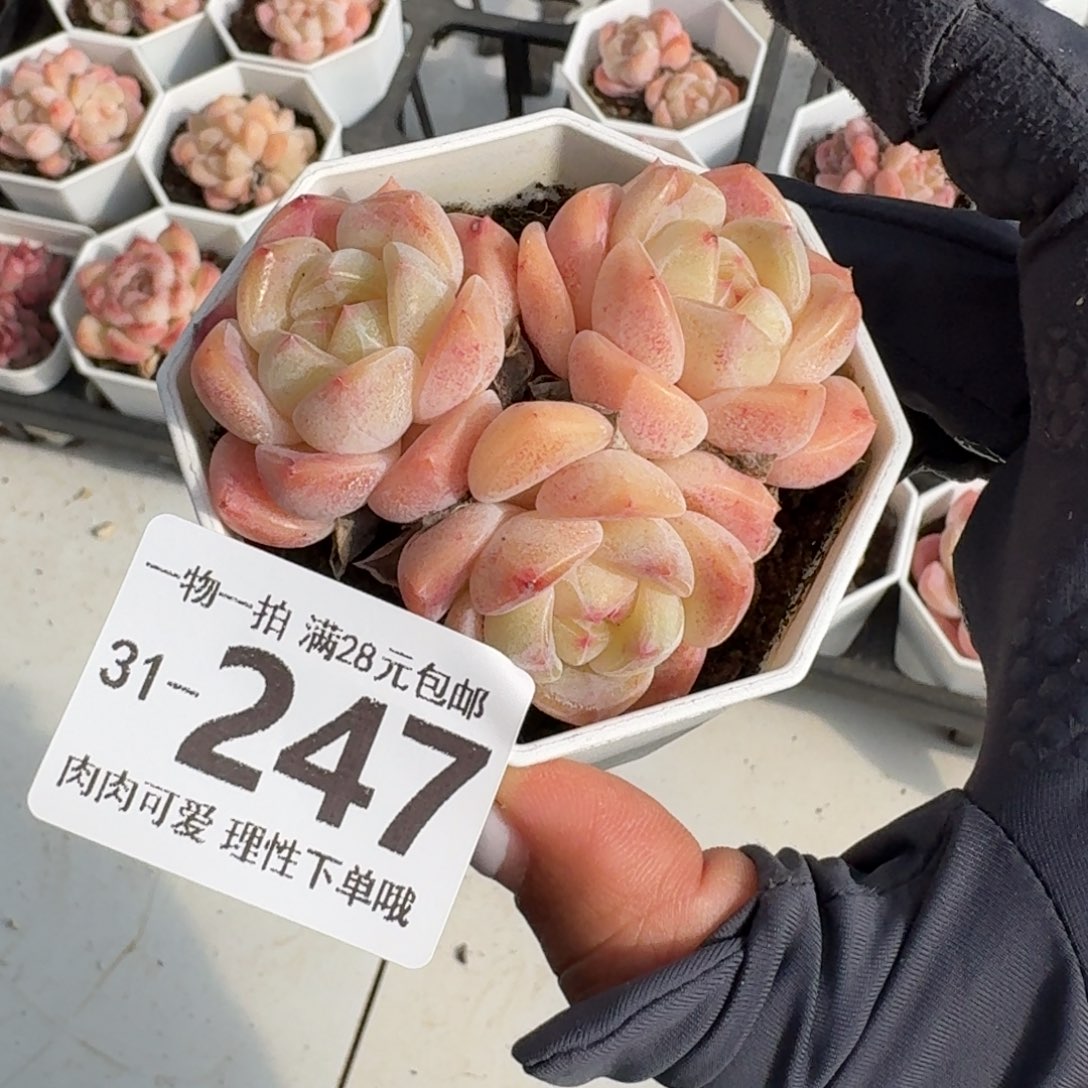 和田玉无盆土发货无