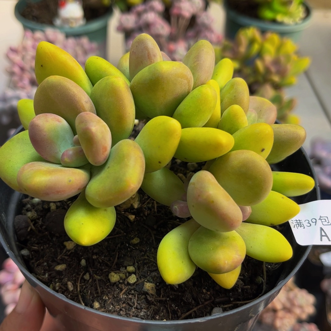 244芒果奶10cm多肉植物