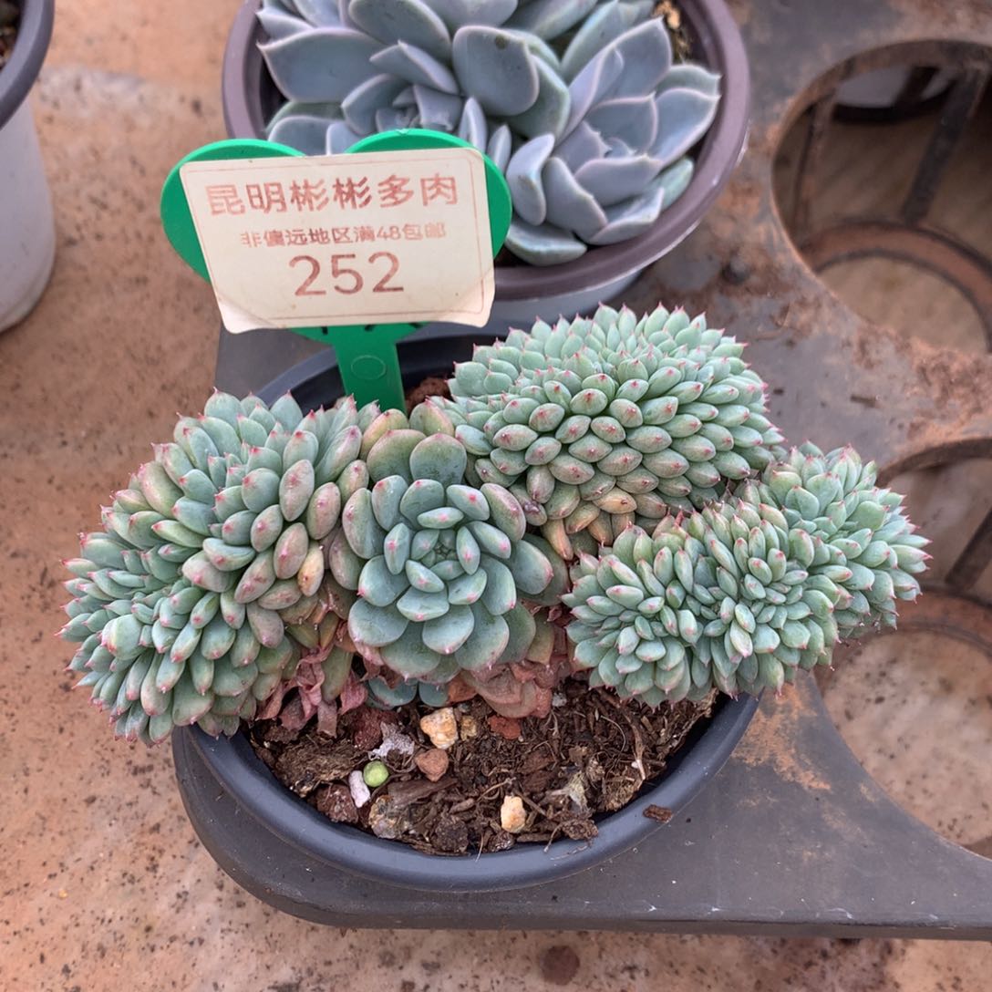 白胖子缀化12公分252