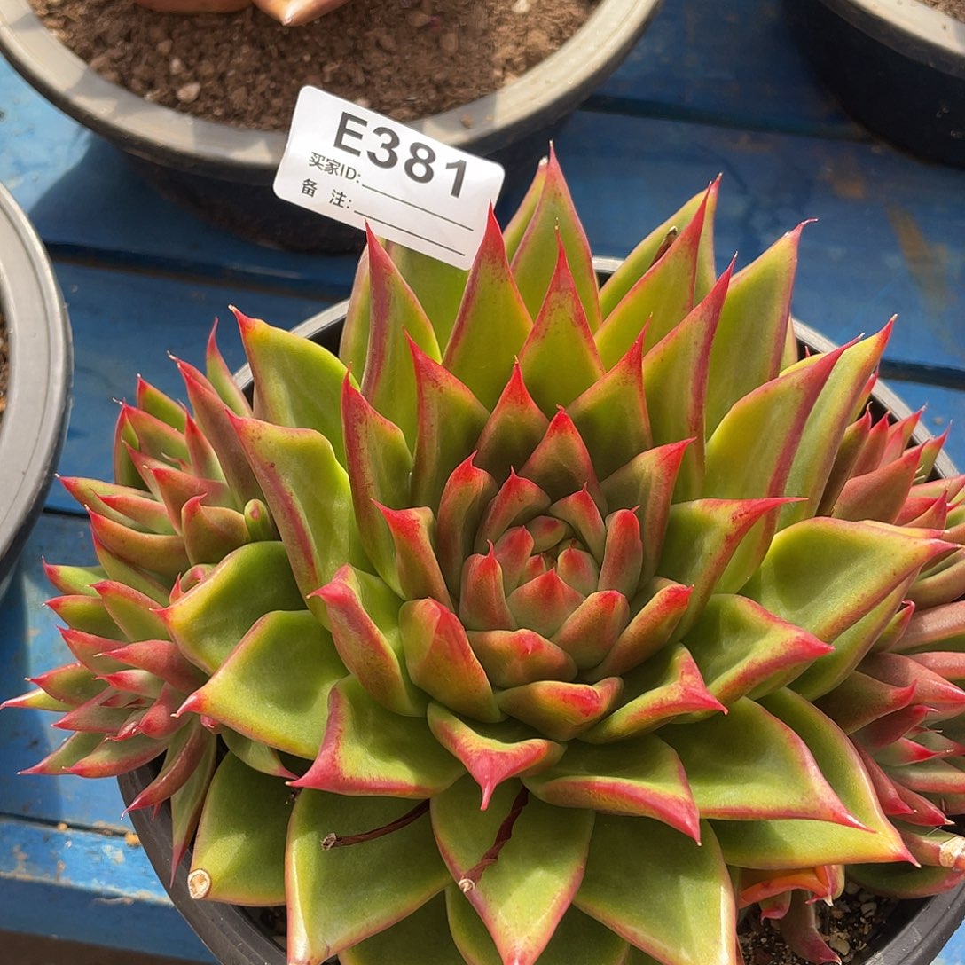 若如东云单拍E381