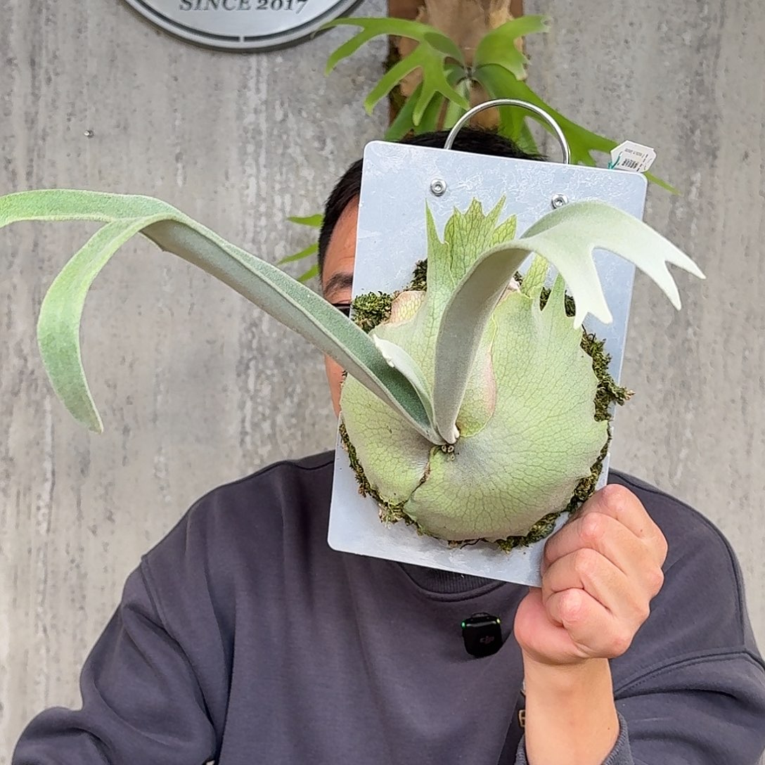 完全开放柠檬鹿角蕨春野花园