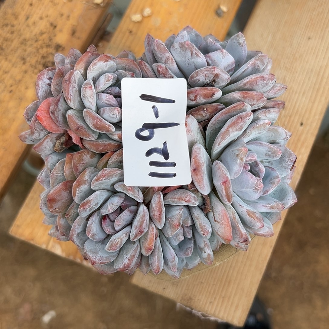 1129-1星影多头多肉