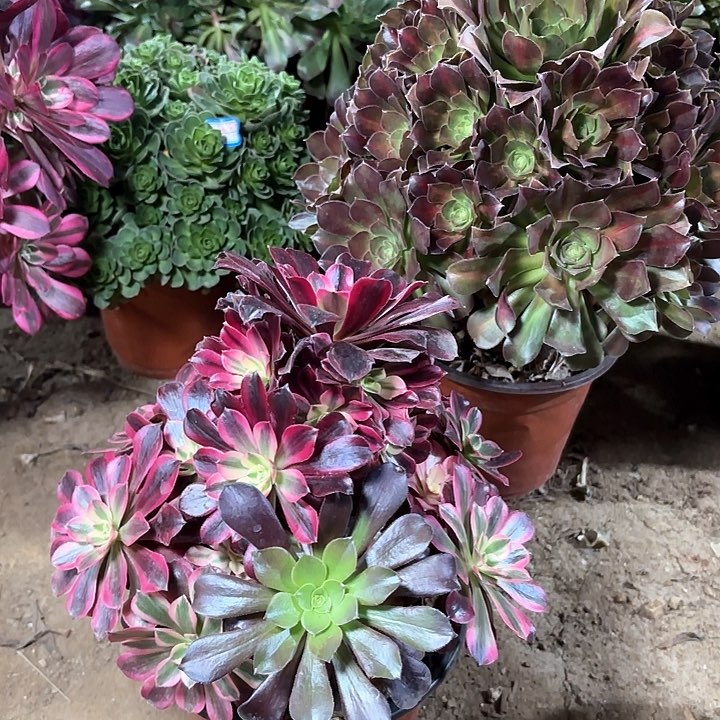 多肉植物美杜莎37