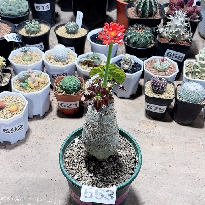 553佛度海棠块根