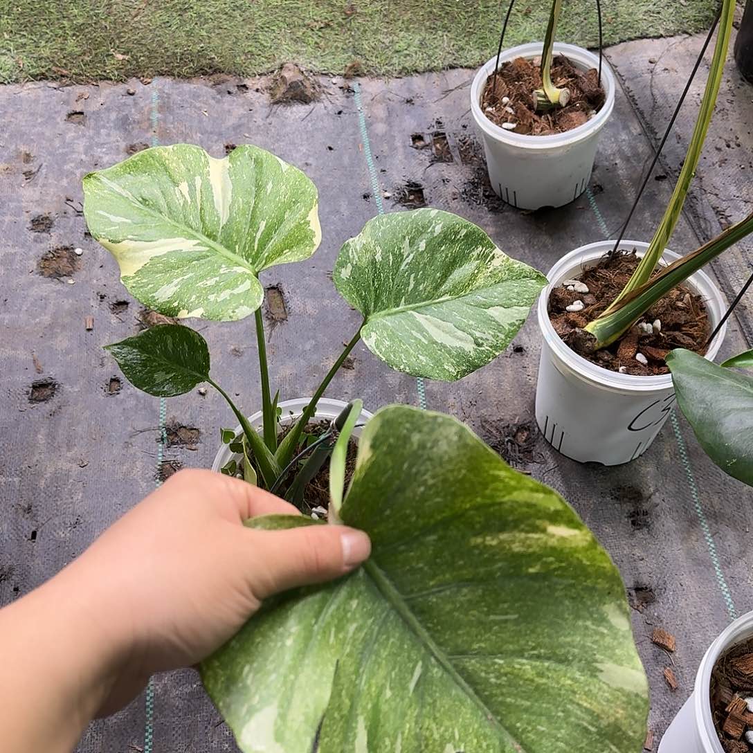 无花朵绿雪短S2多叶
