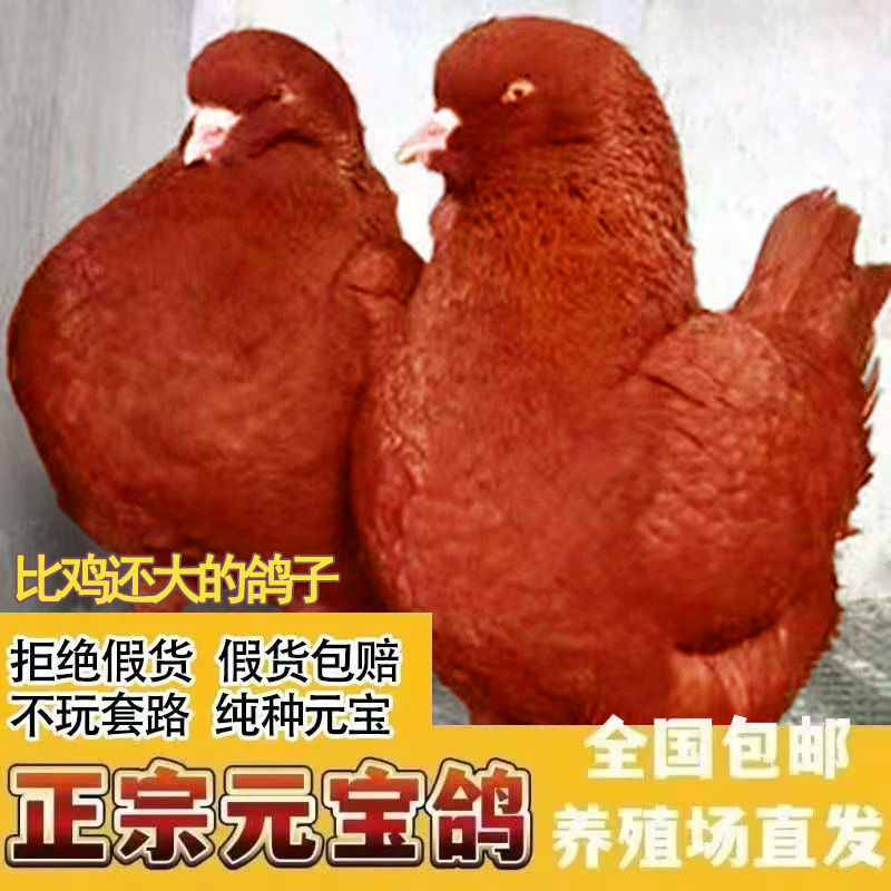 纯种正宗元宝鸽公母一对特大活体青年观赏鸽子幼鸽家养宠物鸽鸽粮