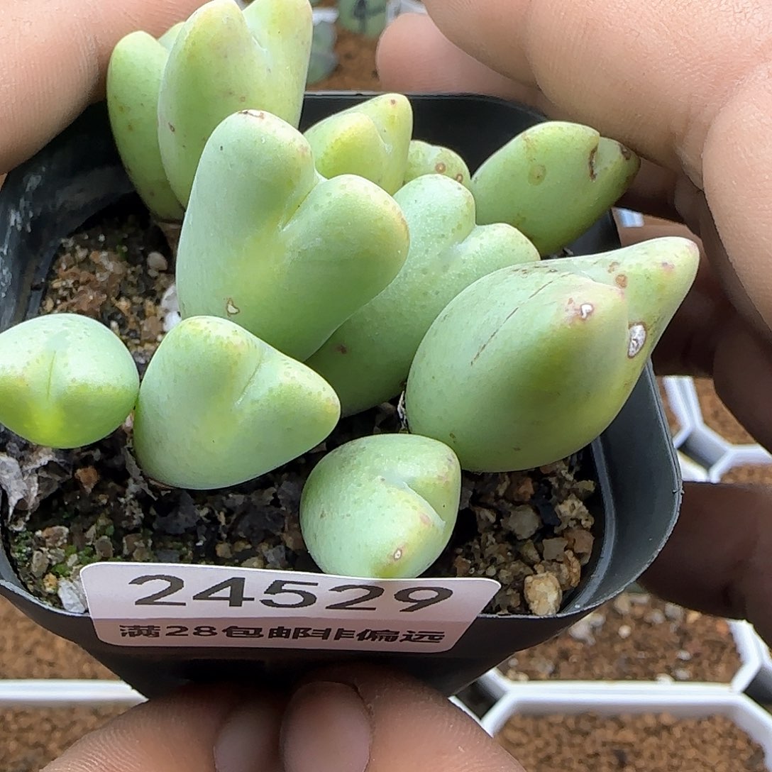 殇*脱土年后发货24529