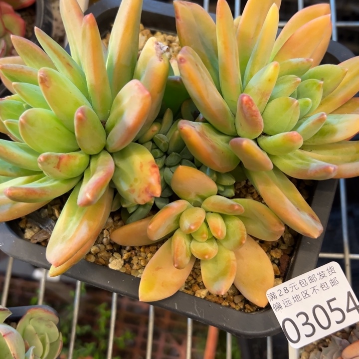 幸运的是我还没遇到过幸运