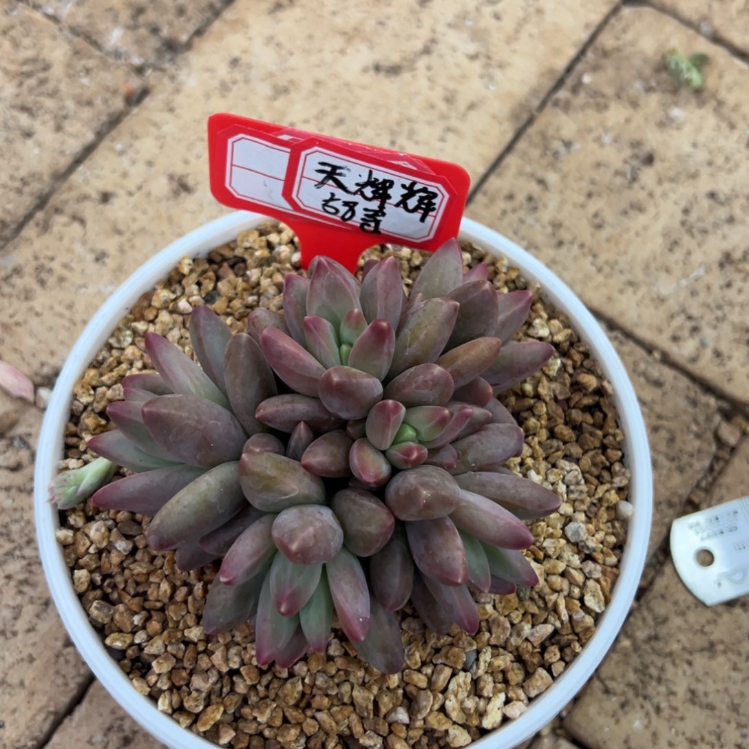 天***辉天辉辉寄养。          