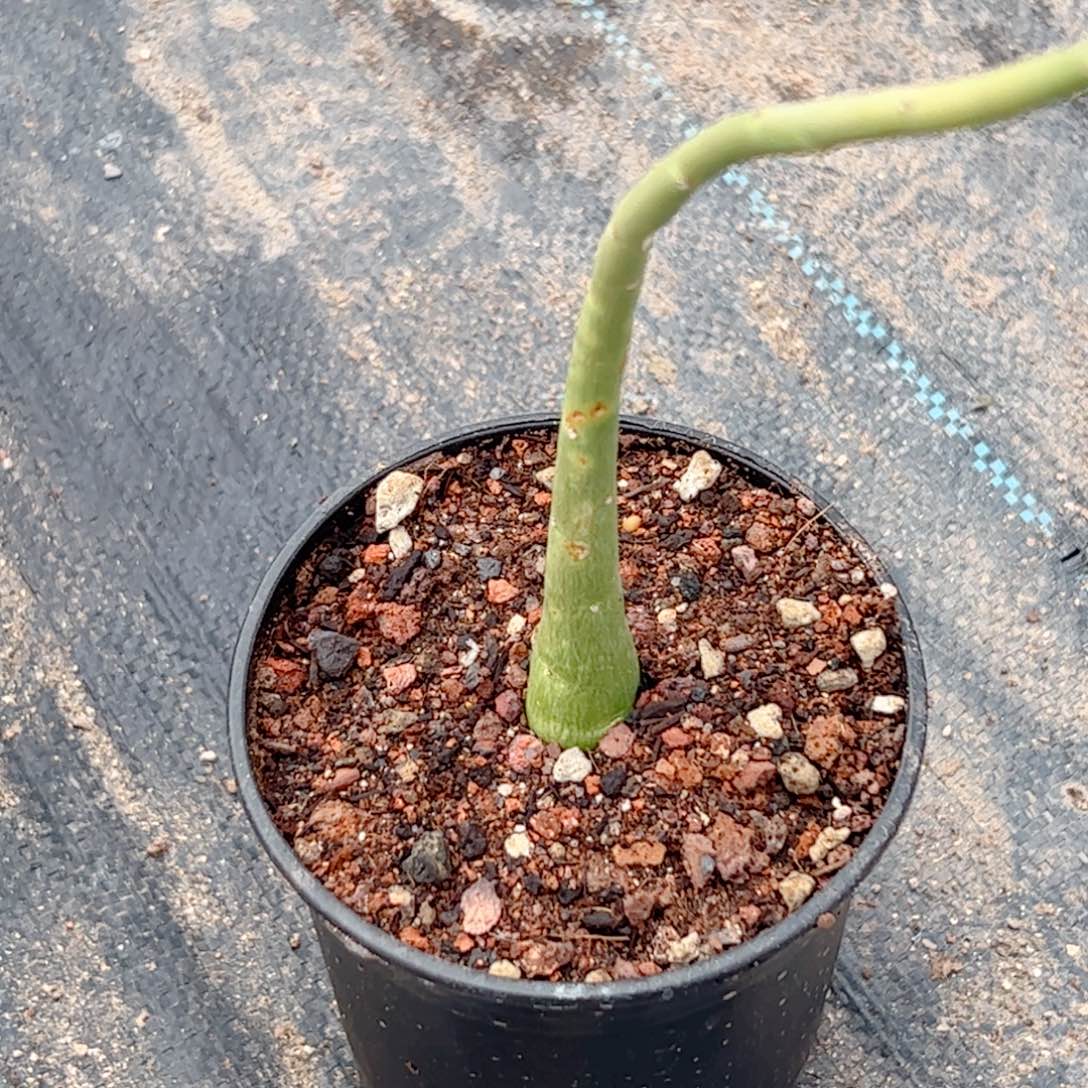 实生 毒腺蔓仙人球