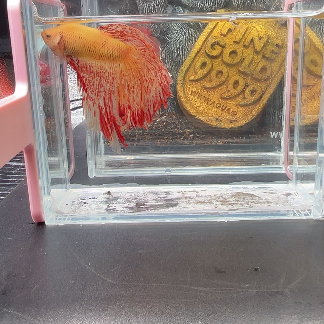 斗鱼6号vip万兰达巨半