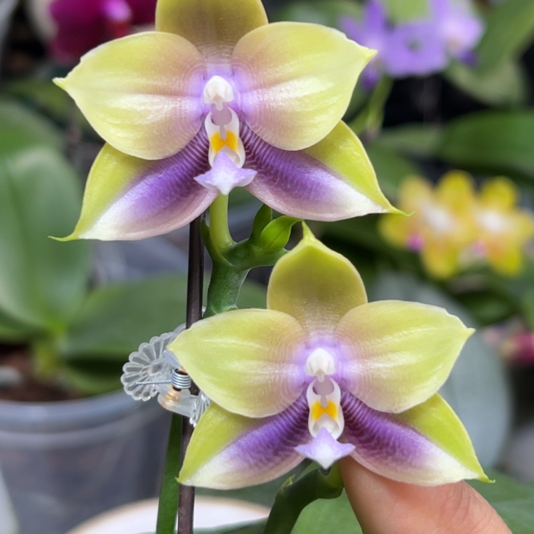 大部分开放少量花苞弥陀131