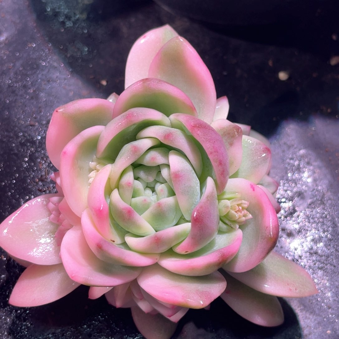 多肉特价梦露锦手捧