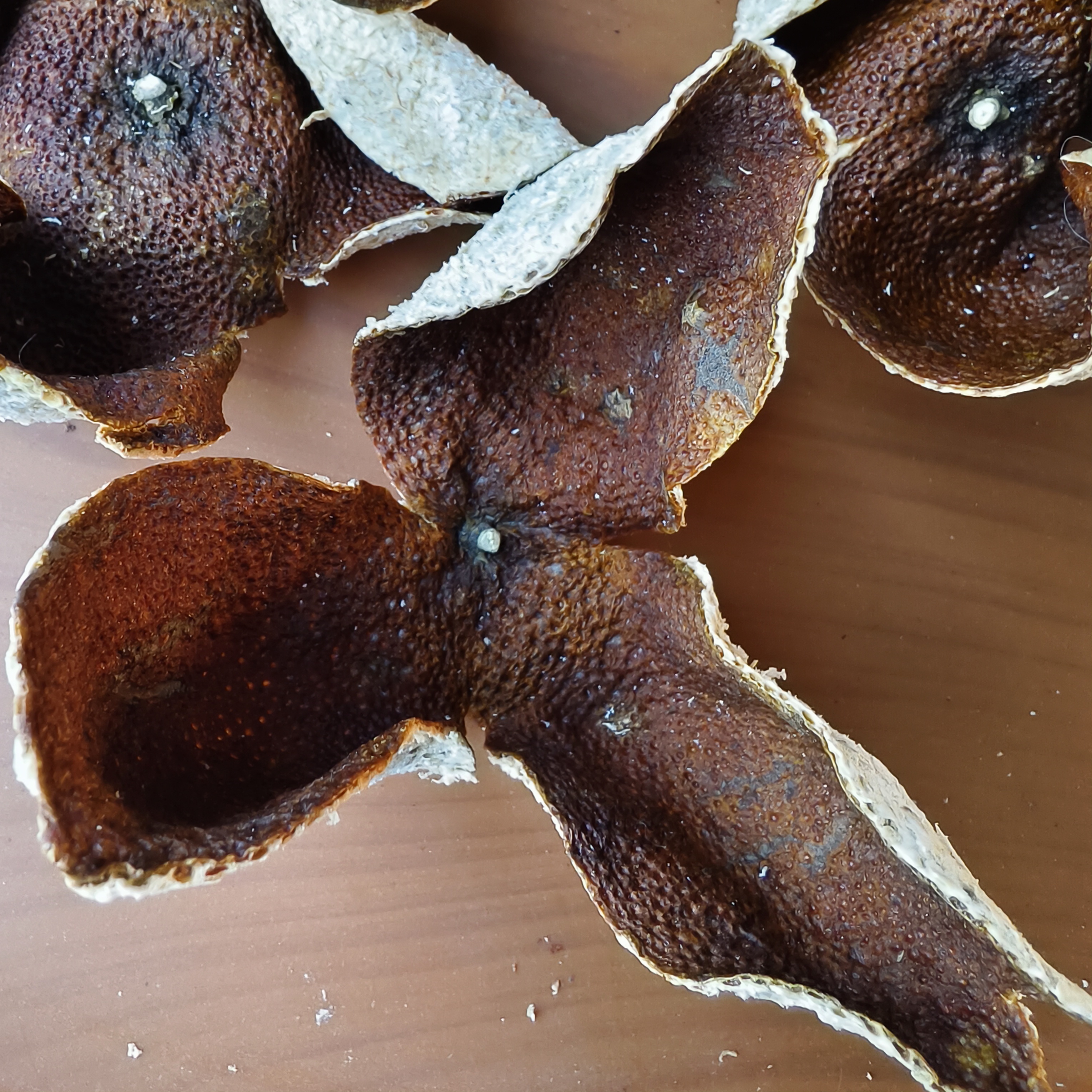 2022礼乐大红皮干皮陈皮代用茶陈皮茶