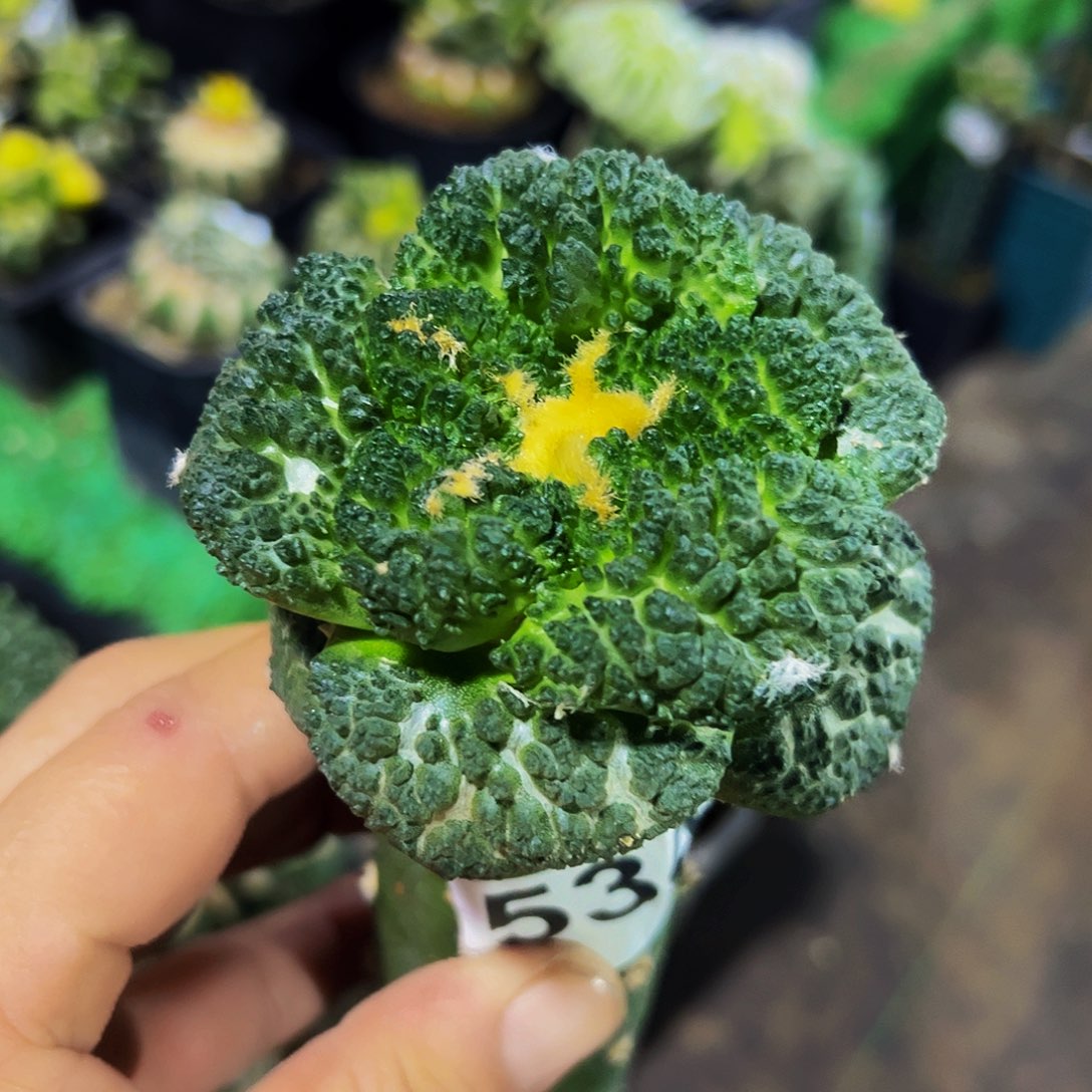 无花朵福利大尤哥斯拉牡丹534