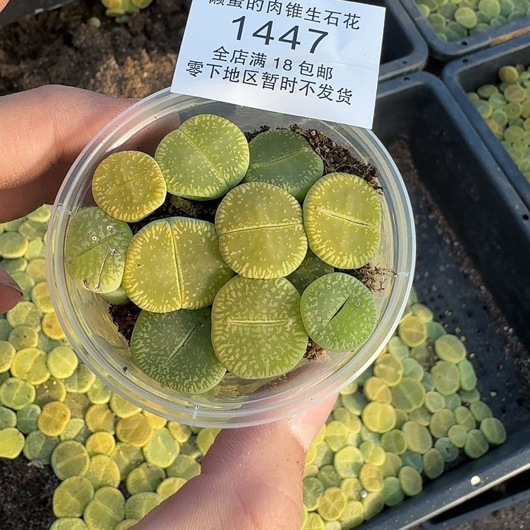 1447 哈哈哈哈哈哈哈