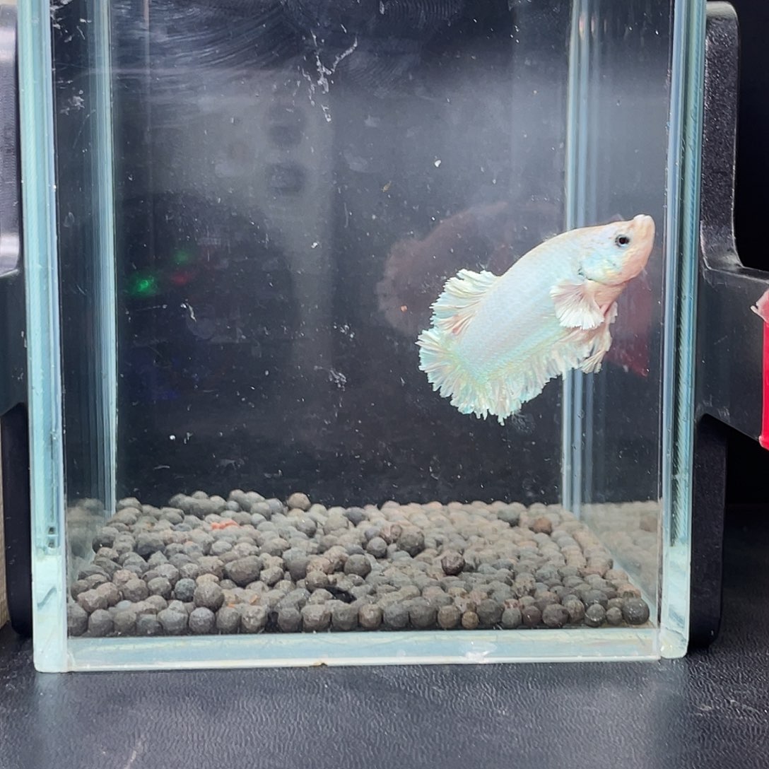 斗鱼51号97早绣球