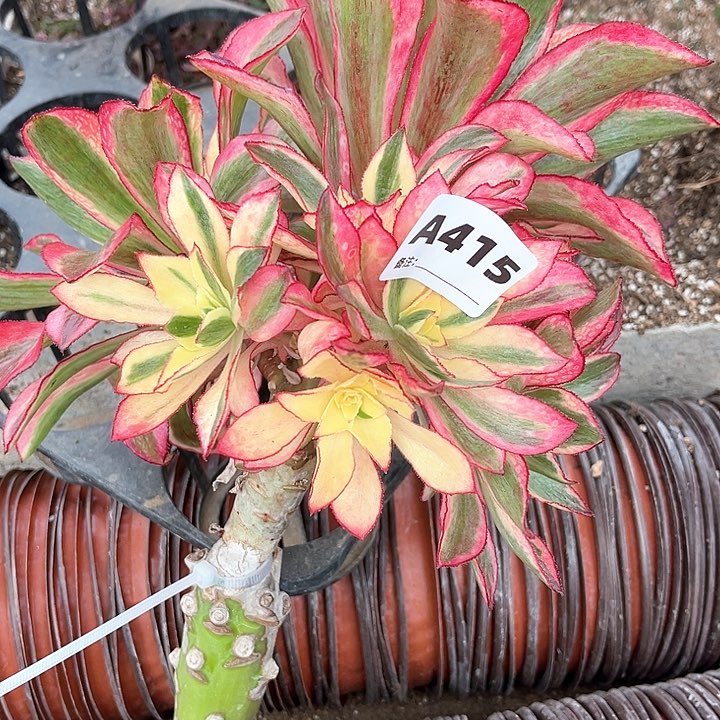 415魅影法师植物多肉