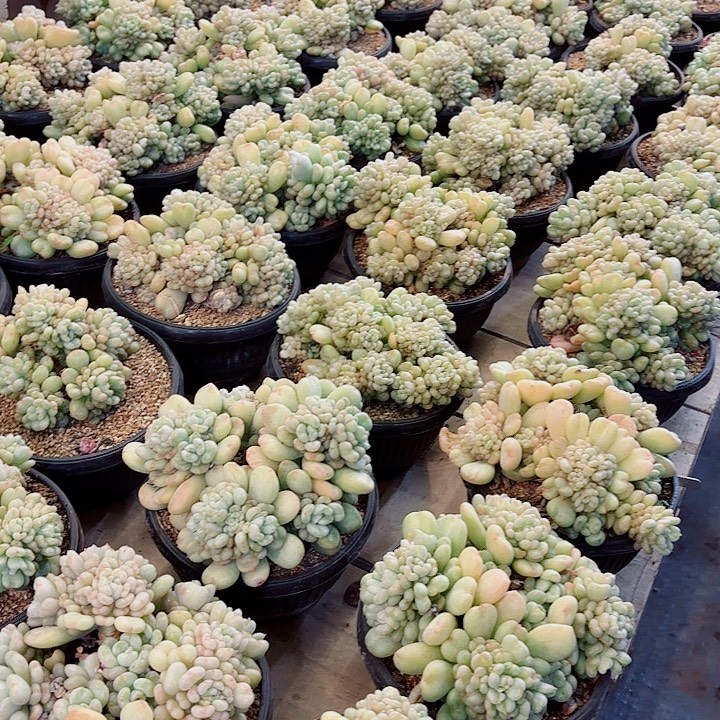 比尔盖茨精品多肉盆栽体验价