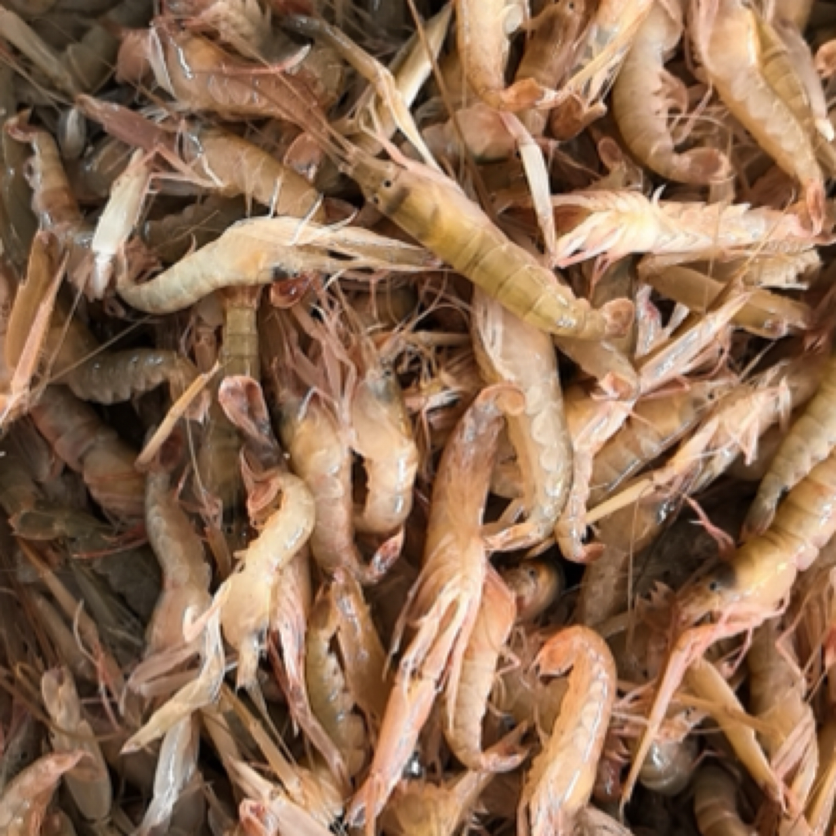 《抖音专享》新鲜嘎巴虾包邮（49.9）三斤