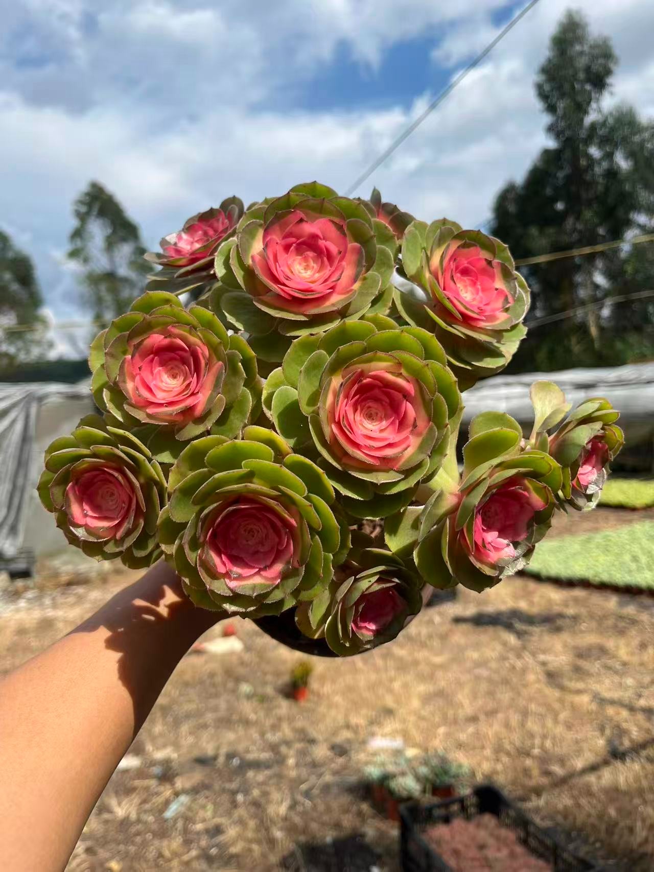 玫瑰法师 多肉植物绿植  鲜花盆栽基地 源头栽种易活 
