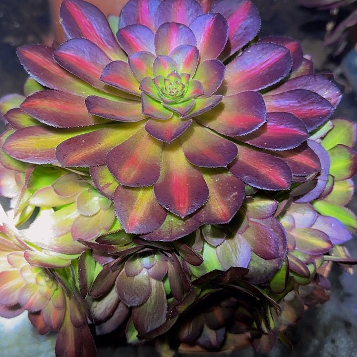 新品万七彩，抹茶，捧花福利