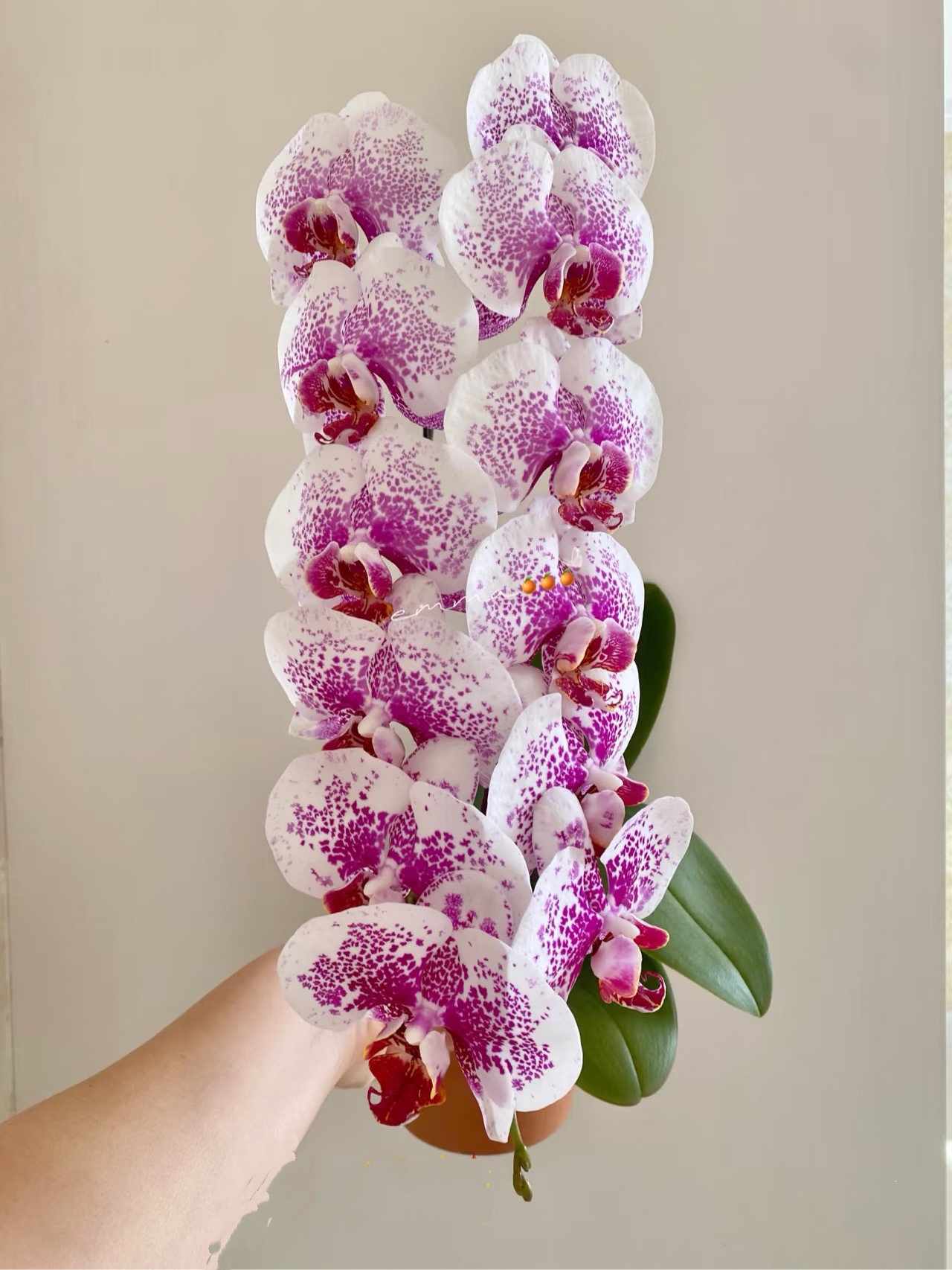 2个花剑 稀有大花斑点【枫叶】蝴蝶兰 龙兰系列好养活