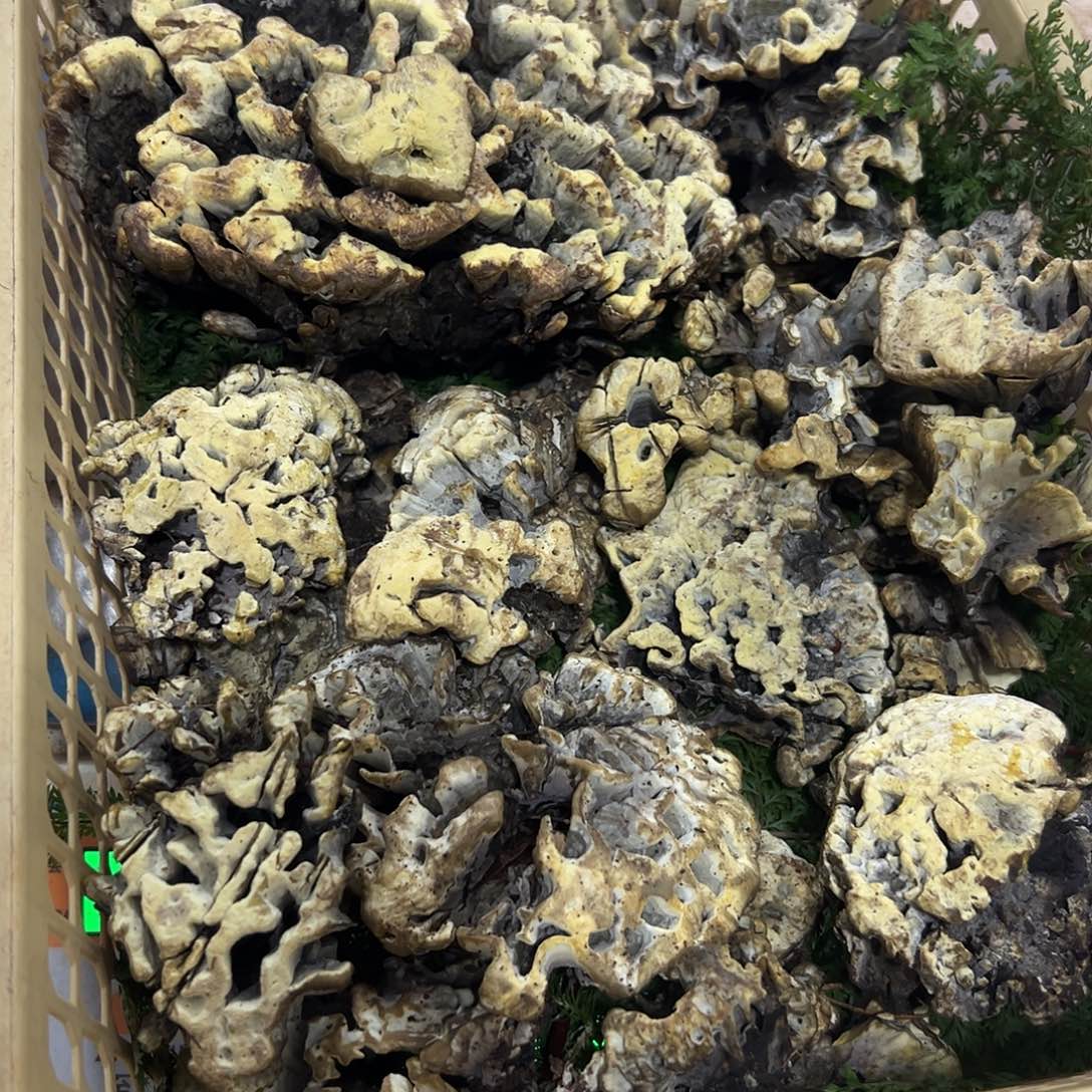 鸡纵菌鸡纵菌鸡纵中国大陆