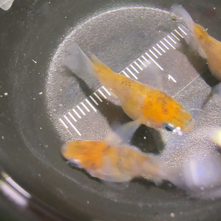 青鳉鱼一物一拍576