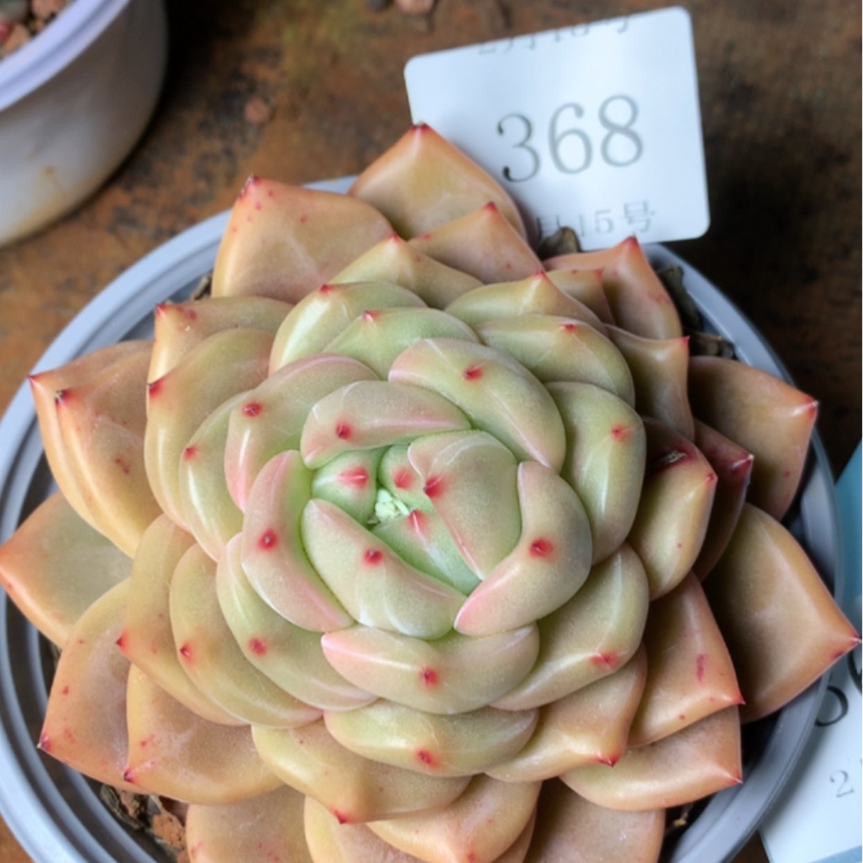 【闪购商品】云368