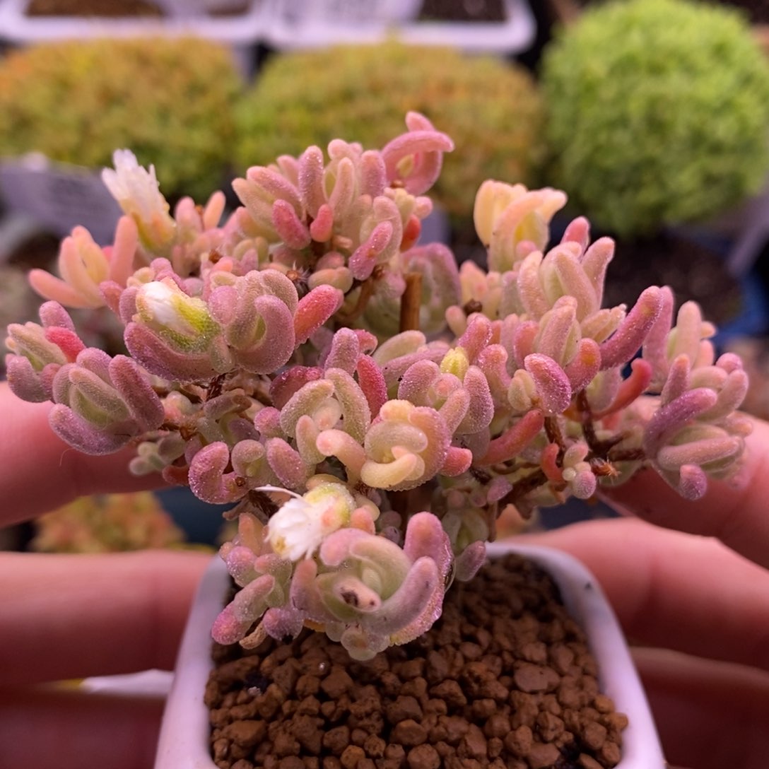 298橙叶锦带盆。    