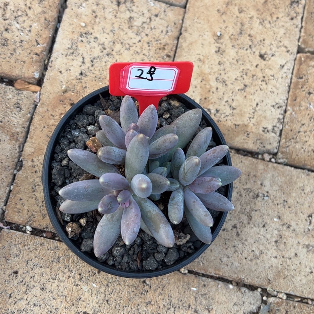 2号烟花。           