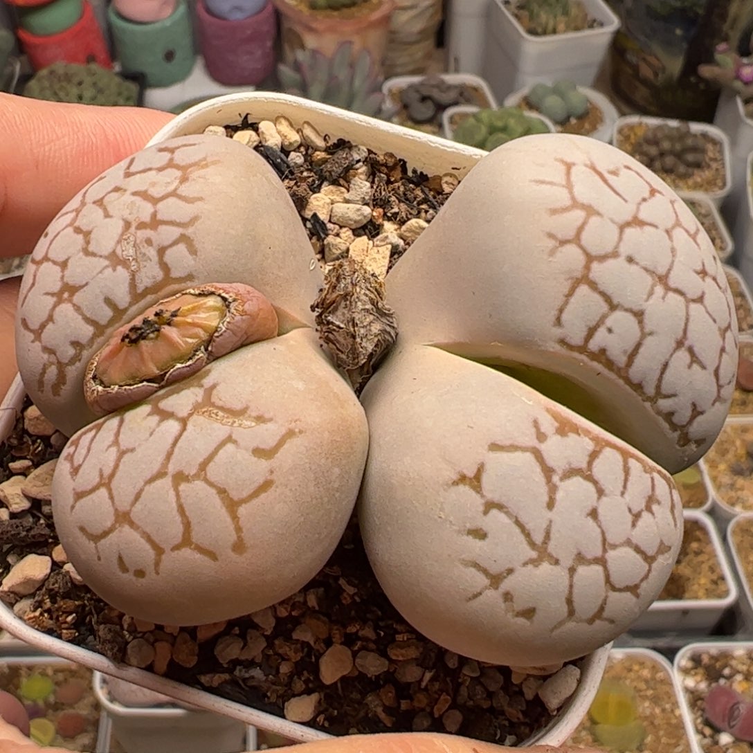 特价多肉植物百科758