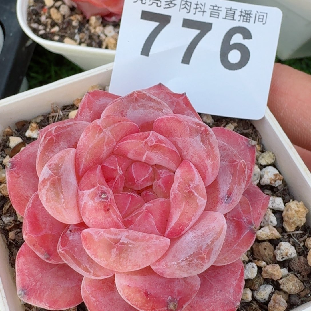粉魄         精品多肉