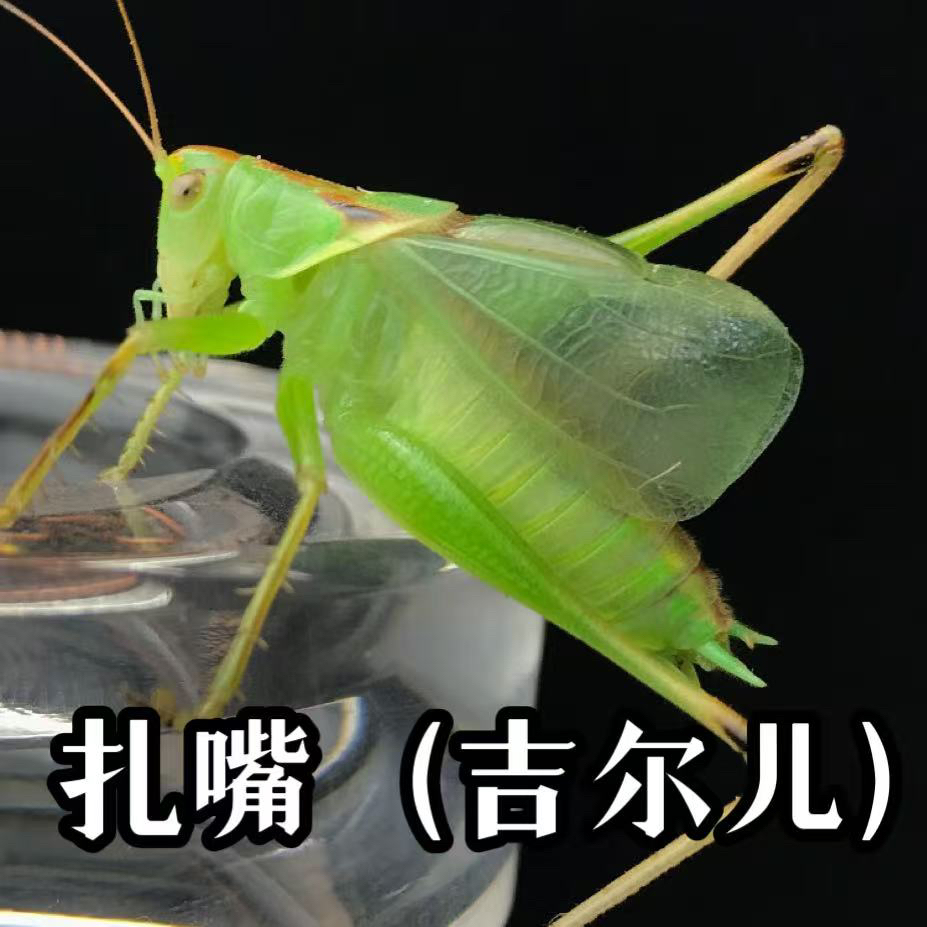 TIGER老虎科普好物·扎嘴2只