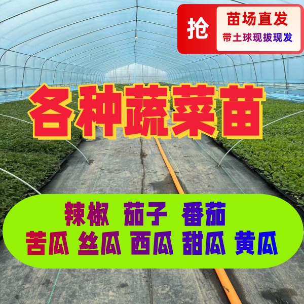 各种蔬菜秧苗辣椒苗茄子苗番茄苗