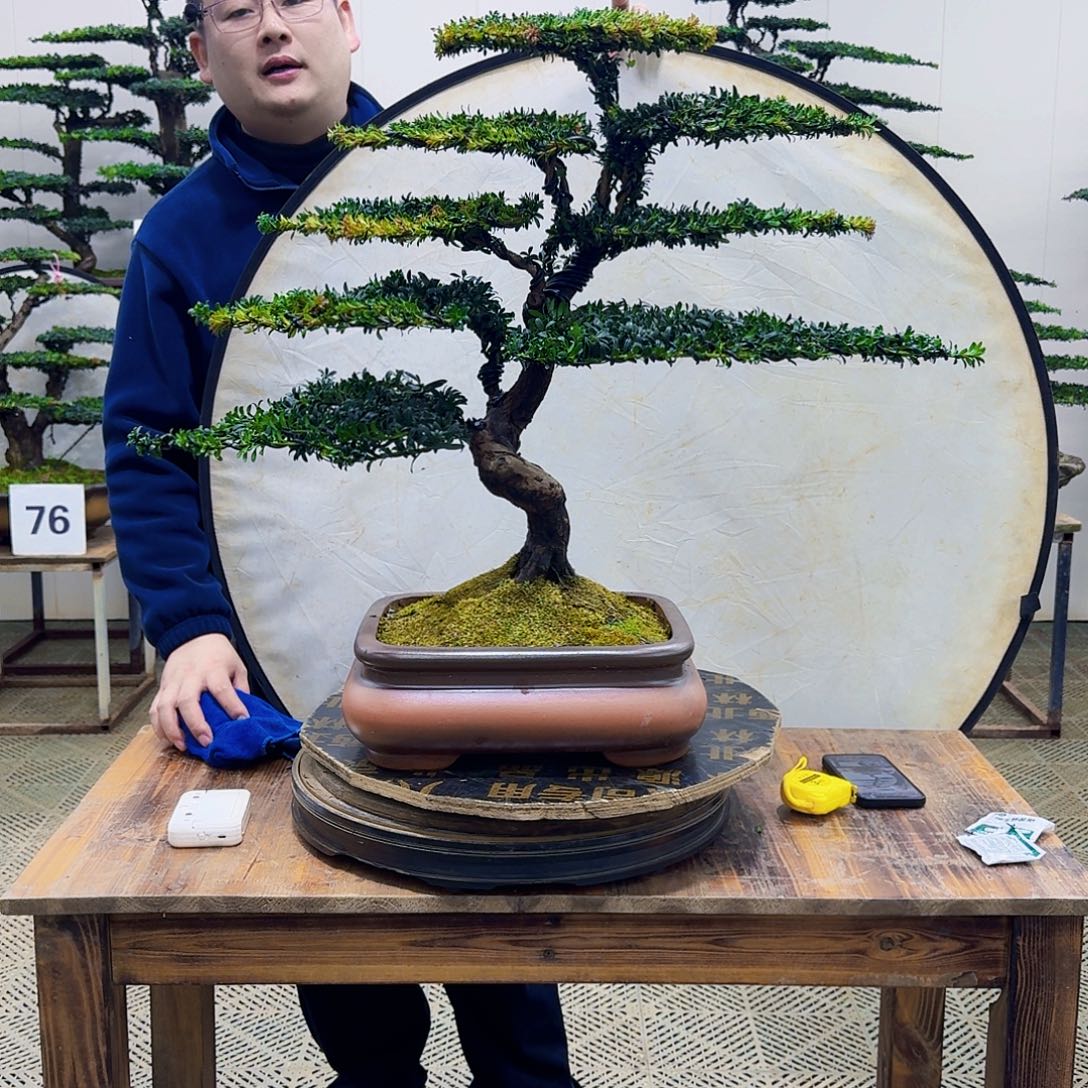 无花朵珍珠红芽罗汉松造型盆景