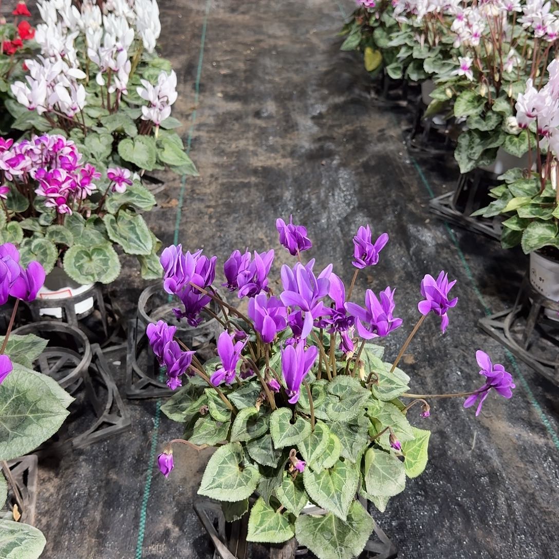 无花朵仙客来青花