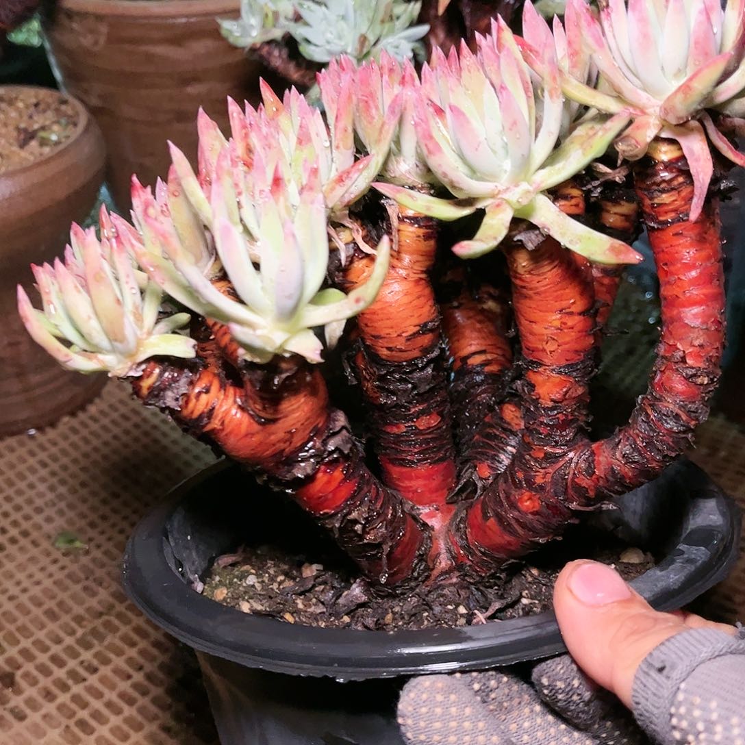 88372白鹭仙女杯多肉