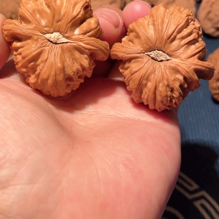 文玩核桃把件?**O43白狮子