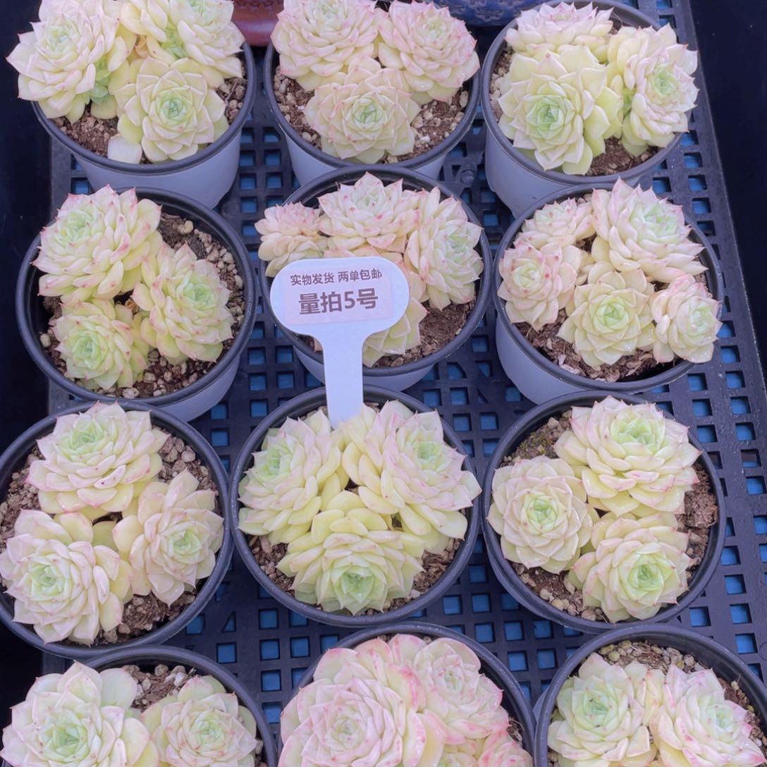 量拍5号珍妮果冻白天鹅群一个