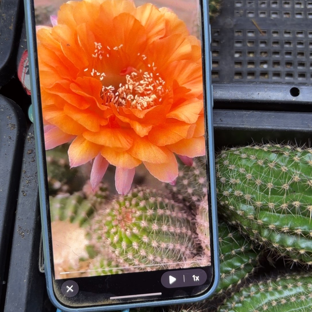 金阁彩高六公分24