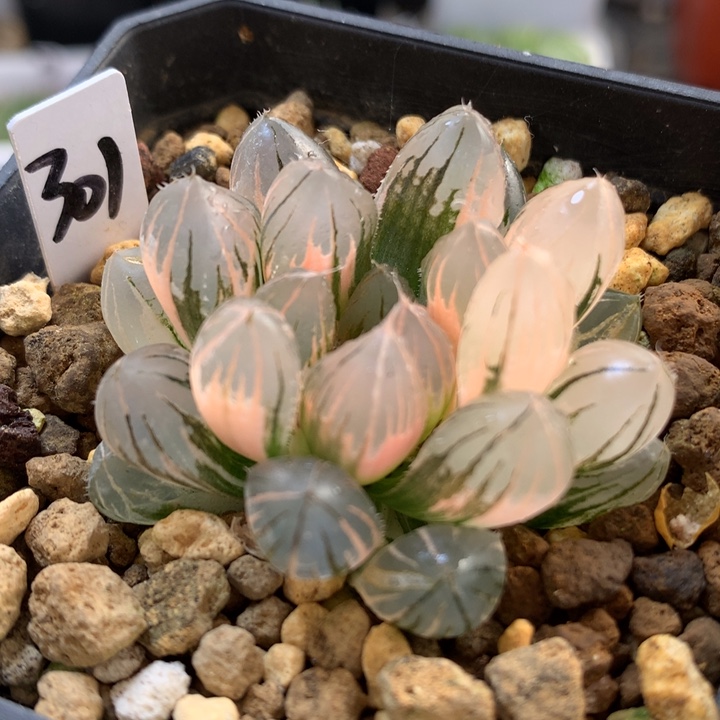 霓虹灯玉露锦带盆土发货