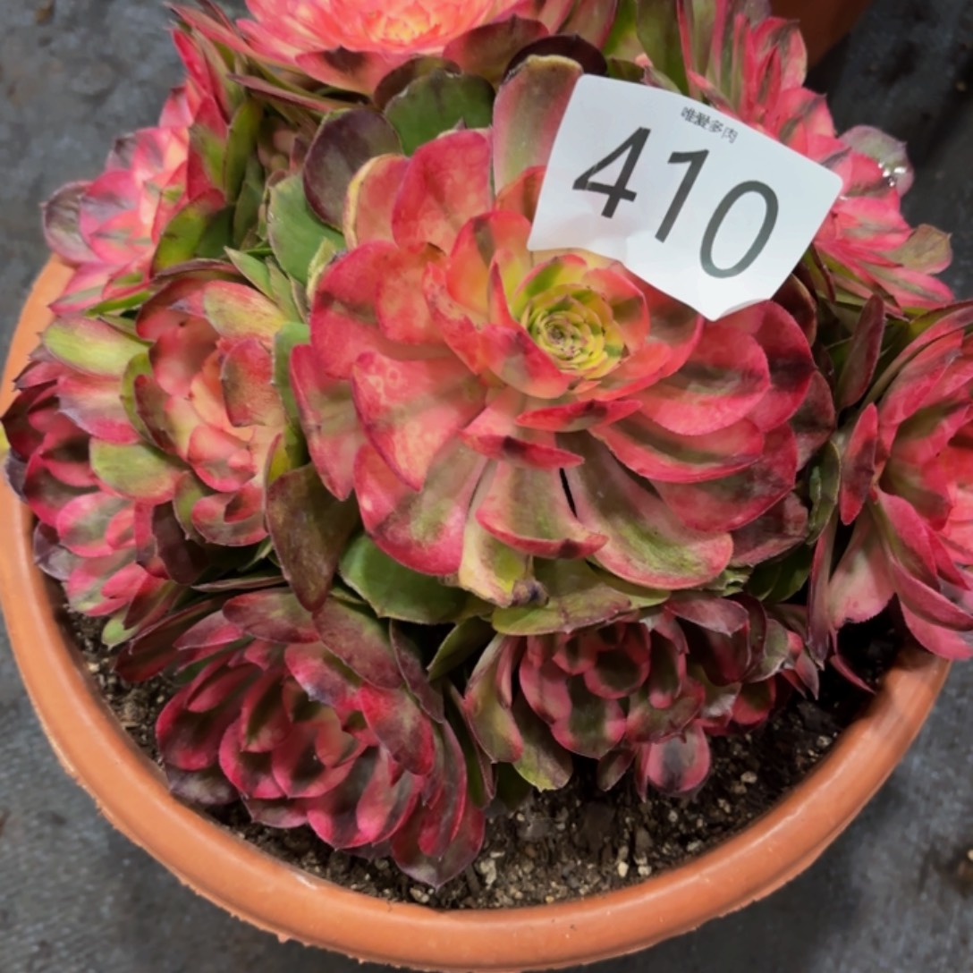 多肉植物福利，410