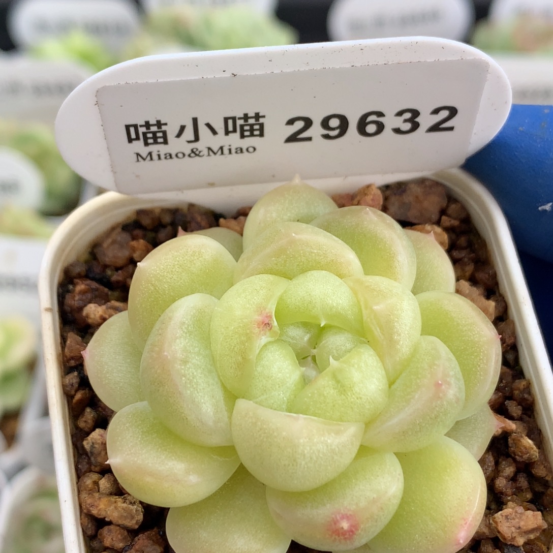 多肉植物杂交珍妮