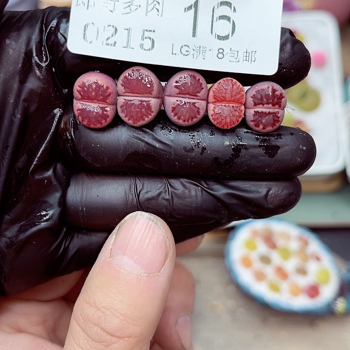 郎哥多肉生石花15-16