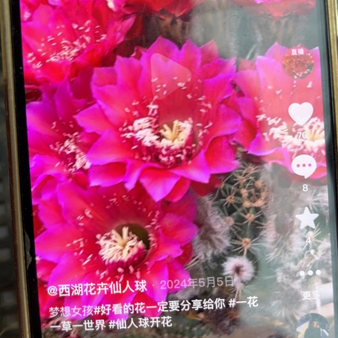 梦想女孩彩侧牙20包邮仙人球4